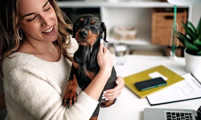 Why Pet Owners Trust A&M Veterinary Hospital for Comprehensive Pet Care