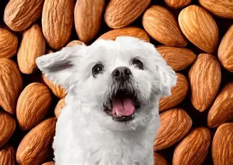 Can Dogs Eat Almonds? Risks, Dangers, and Safer Treat Options
