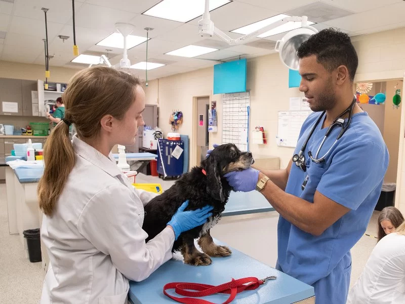 What Training Is Needed to Be a Veterinarian in the U.S.?