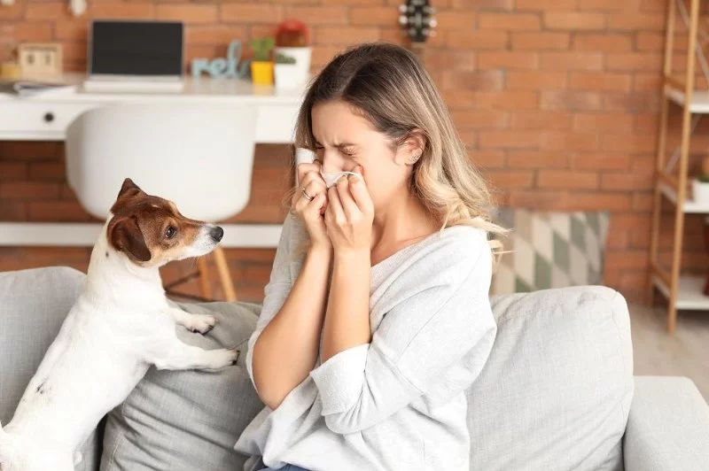 How Vets Handle Allergies in Pets: Testing, Treatment & Prevention