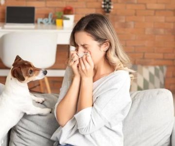 How Vets Handle Allergies in Pets: Testing, Treatment & Prevention