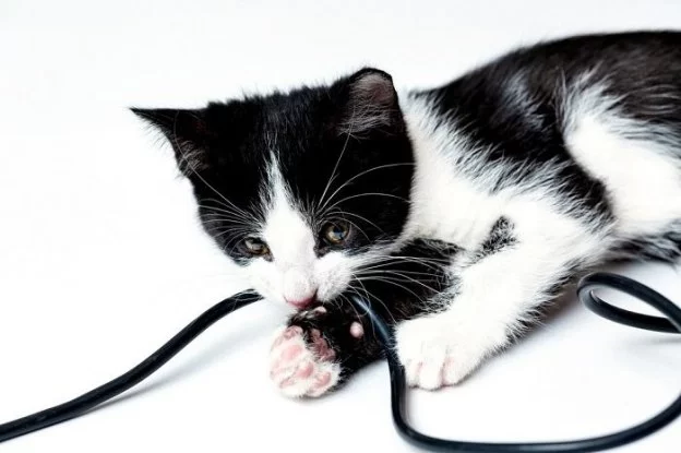 Cat Chewing on Cords or Furniture? Causes, Risks, and What to Do