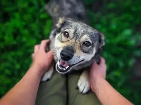 Why Dogs Jump on People and How Experts Recommend Correcting It