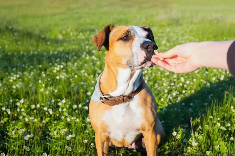 Vet Advice on Kidney Disease in Dogs: Natural Remedies Every Pet Parent Should Know