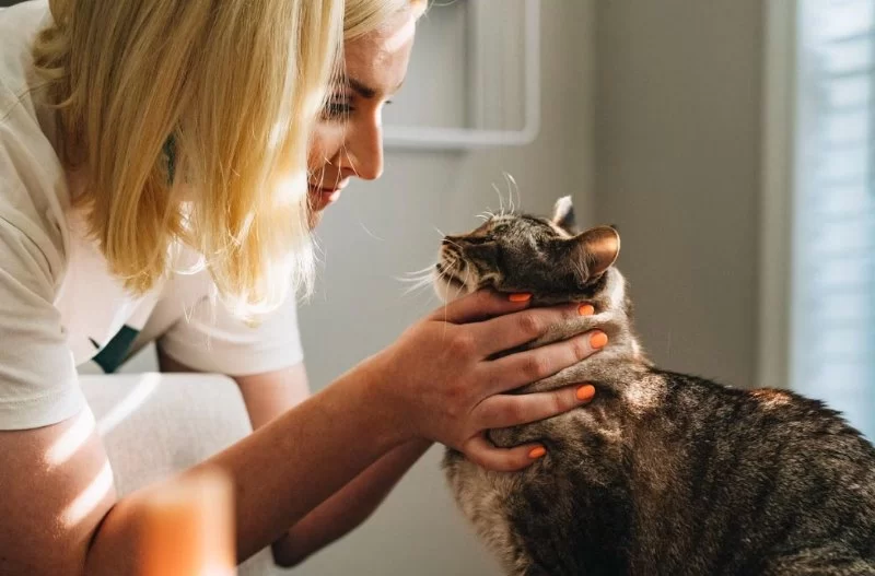 What Skills Are Needed for a Veterinarian? Essential Traits and Qualifications