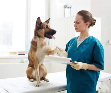 How Much Do Veterinary Nurses Get Paid? Salary Insights & Career Growth
