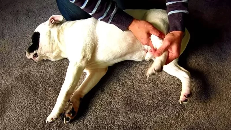 Dog Limping After Surgery? What’s Normal and When to Worry