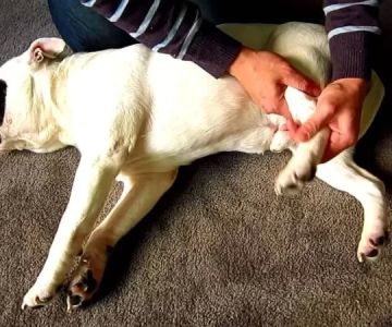 Dog Limping After Surgery? What’s Normal and When to Worry