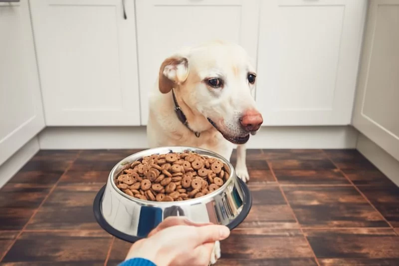 Why Your Dog Is Not Eating Dry Food Anymore: Causes and What to Do