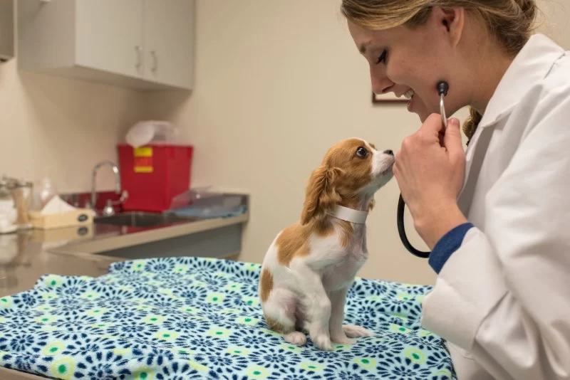 Is Doctor of Veterinary Medicine a Bachelor Degree? Here's the Truth