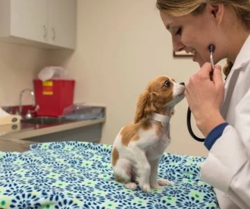 Is Doctor of Veterinary Medicine a Bachelor Degree? Here's the Truth