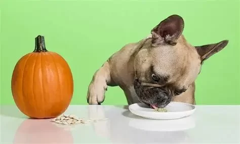 Can Dogs Eat Pumpkin Seeds? Health Benefits and Risks