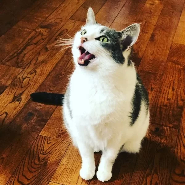 Why Is My Cat Excessively Meowing After Eating? Understand Causes & Fixes