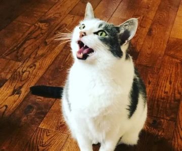 Why Is My Cat Excessively Meowing After Eating? Understand Causes & Fixes
