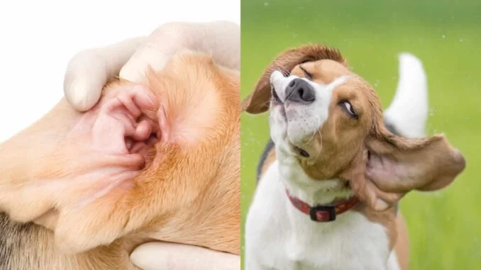 How to Deal with Dog Excessive Scratching Near Ears and Effective Solutions