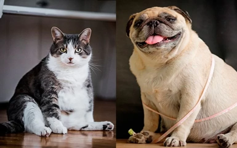 Pet Obesity in America: Causes, Health Risks & Ways to Help in 2025