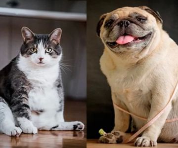 Pet Obesity in America: Causes, Health Risks & Ways to Help in 2025