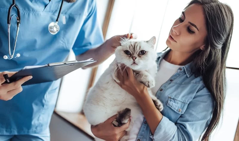 What Is Included in a Full-Service Veterinary Visit? Essential Care for Your Pet