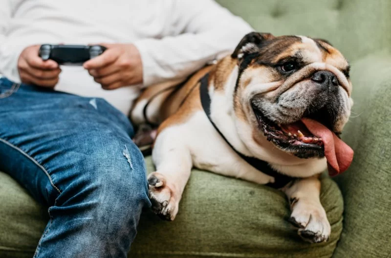 Pet Obesity in America: Causes, Health Risks & Ways to Help Your Pet