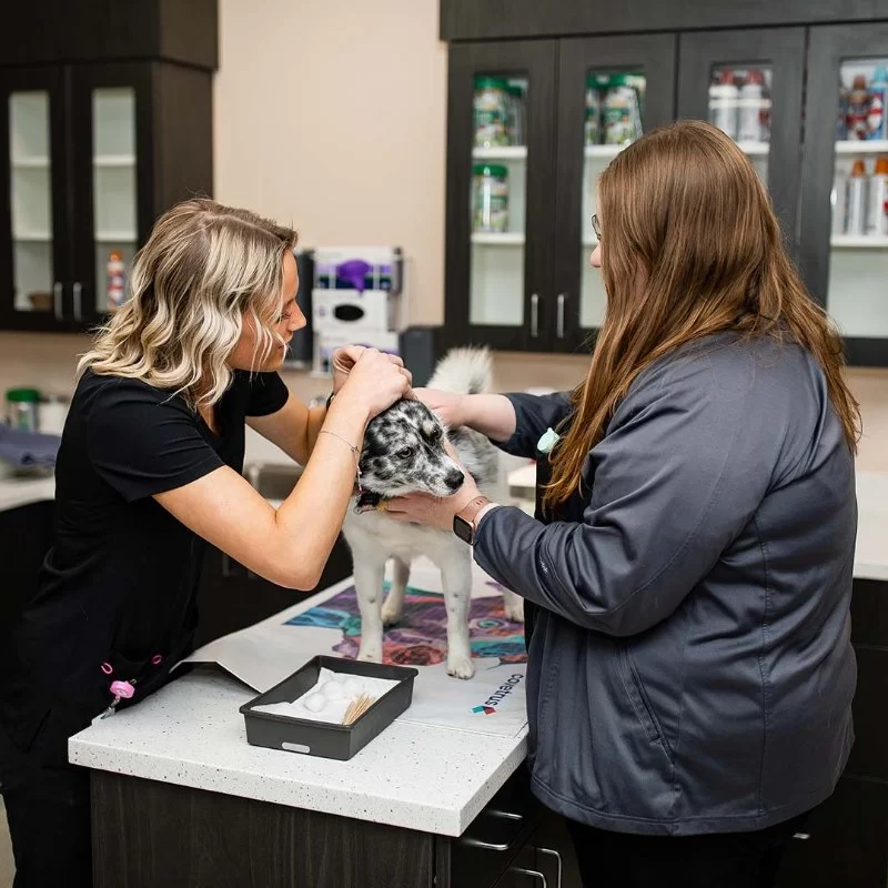 What Makes an AAHA-Accredited Veterinary Hospital Different? - Vet Approved Insights