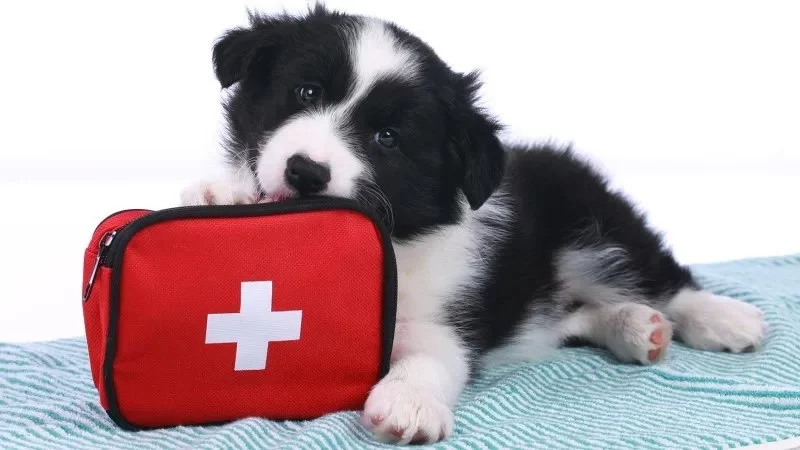 Building a Home First-Aid Kit with Smart Tools for Pets According to Experts