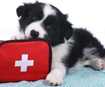 Building a Home First-Aid Kit with Smart Tools for Pets According to Experts