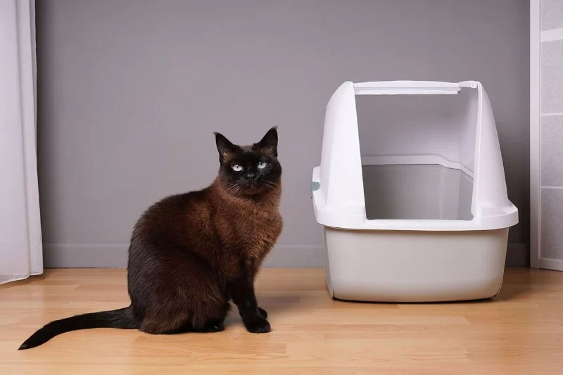 What to Do If Your Cat Is Peeing Outside the Litter Box – Vet Approved Insights