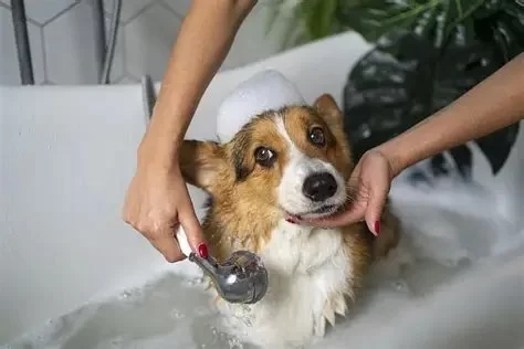 How Often Should You Bathe Your Pet? Tips by Coat Type That Could Save Your Pet's Life