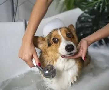 How Often Should You Bathe Your Pet? Tips by Coat Type That Could Save Your Pet's Life