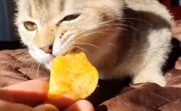 Can Cats Eat Potato Chips and Are They Safe for Felines