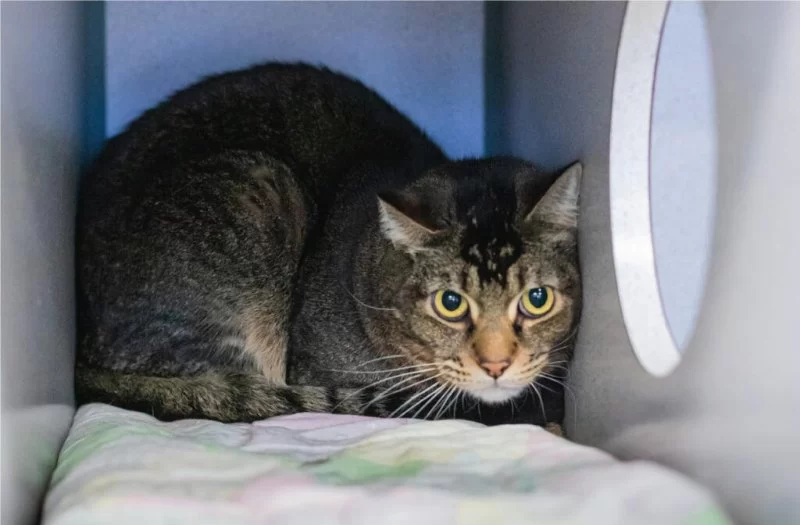 Tips for Calming an Anxious Pet at the Vet