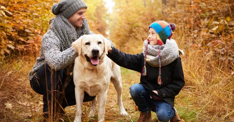 Daily Routines That Boost Your Pet’s Immune System and What It Means