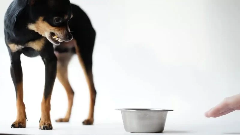 How to Handle Food Aggression in Dogs Safely Every Owner Should Know