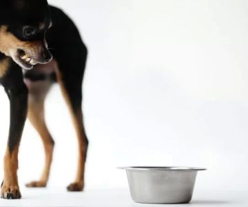How to Handle Food Aggression in Dogs Safely Every Owner Should Know