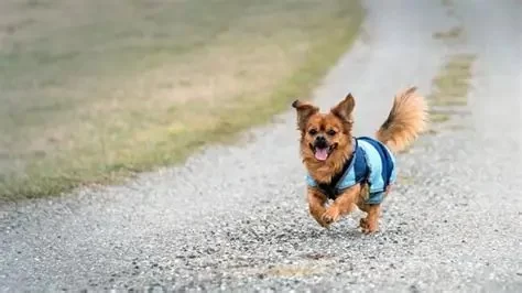 Daily Routines That Boost Your Pet’s Immune System You Shouldn't Ignore