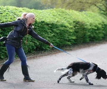 Leash Training Tips: How to Stop Pulling and Tugging That Could Save Your Pet's Life