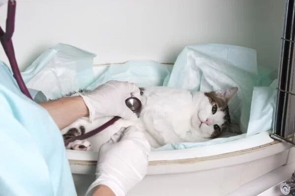 How to Handle a Pet Emergency Before Reaching the Vet You Shouldn't Ignore