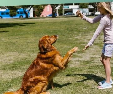 Training a Senior Dog: Is It Too Late? Expert Tips