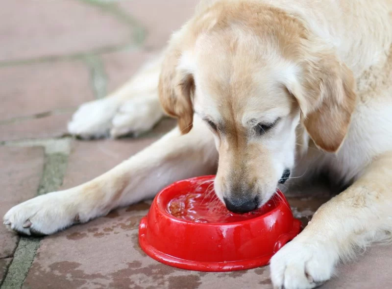 Dog Not Eating but Drinking Water: Causes, Concerns, and When to See a Vet