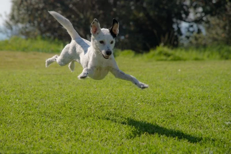 Dog Not Jumping as Usual – Understanding Causes and How to Help