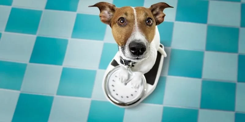 Is Your Pet Overweight? How to Check and What to Do