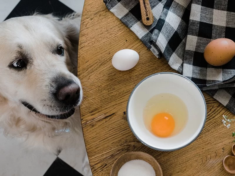 Can Dogs Eat Eggs? A Complete Guide to Benefits, Risks, and Safe Feeding