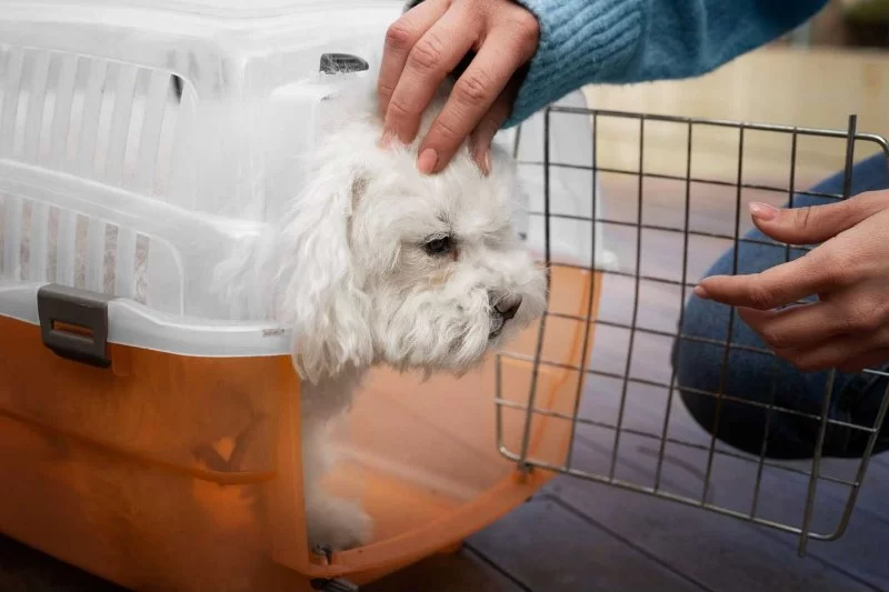 How to Crate Train a Puppy Without Causing Anxiety That Could Save Your Pet's Life
