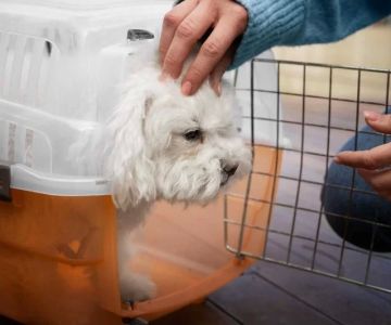 How to Crate Train a Puppy Without Causing Anxiety That Could Save Your Pet's Life