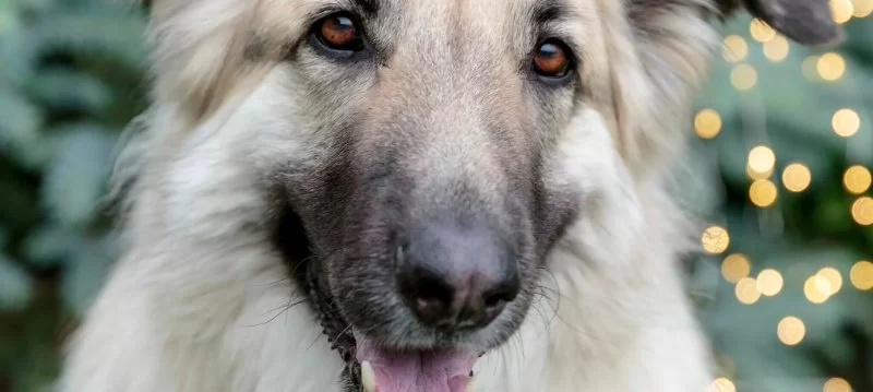 Understanding Dog Excessive Drooling at Night and What It Means