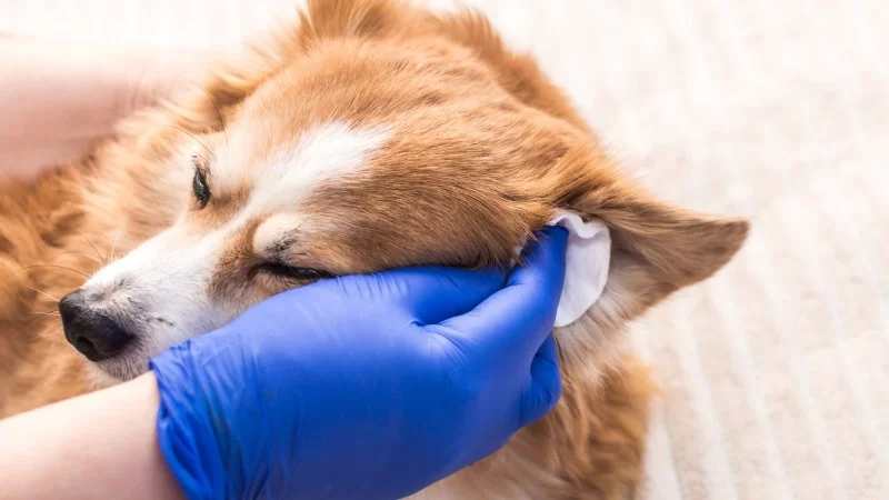 How to Safely Clean Your Dog’s Ears at Home That Could Save Your Pet's Life
