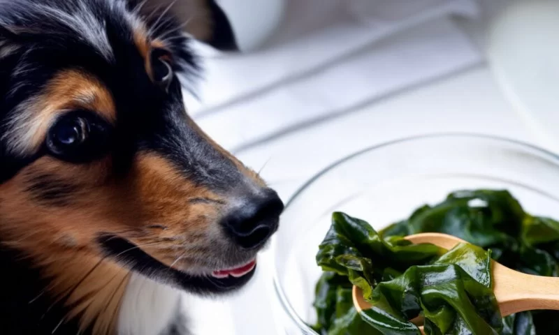 Can Dogs Eat Seaweed Safely? A Complete Guide for Pet Parents