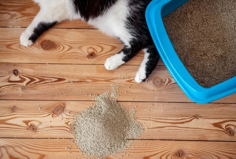 What to Do If Your Cat Is Peeing Outside the Litter Box That Could Save Your Pet's Life