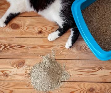 What to Do If Your Cat Is Peeing Outside the Litter Box That Could Save Your Pet's Life