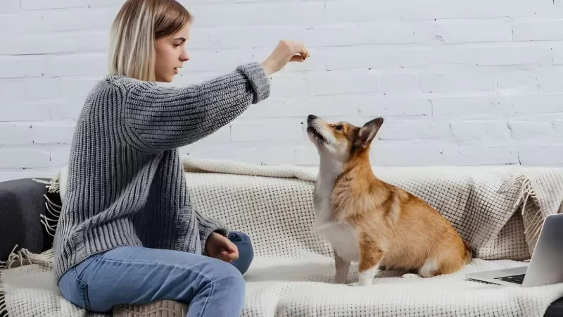 How to Teach Your Dog Basic Commands: Sit, Stay, Come in 2025